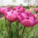 Tulipa double tardive 'Lilac Perfection' PB 4